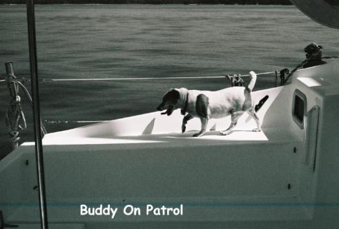Buddy on Patrol